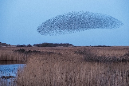 Swarm Learning